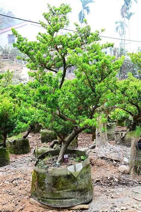 圓葉竹柏|竹柏大王:金鑽羅漢松全省最大繁殖場,紅芽羅漢松,晶鑽。